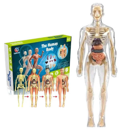 Anatomical model of the human body with a box labeled 'The Human Body' on a white background.
