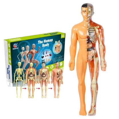 Anatomical model of a human body with visible skeleton and organs, next to its packaging.