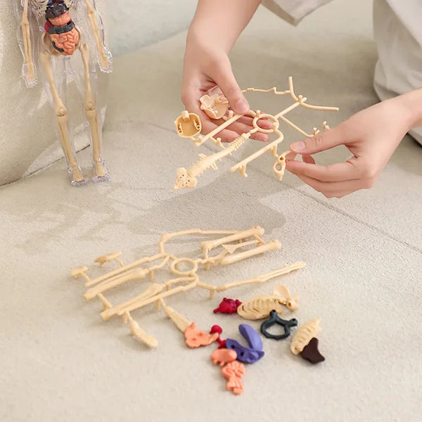 Person assembling a skeleton model with additional parts on a light surface