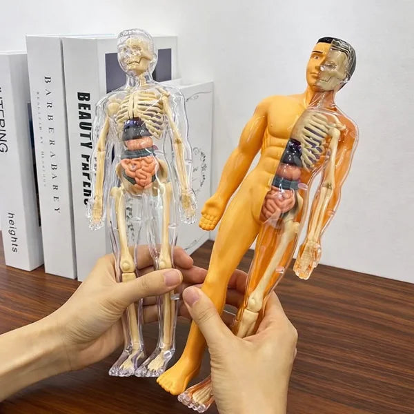 Anatomical models of a human body and skeleton held by hands on a wooden surface.