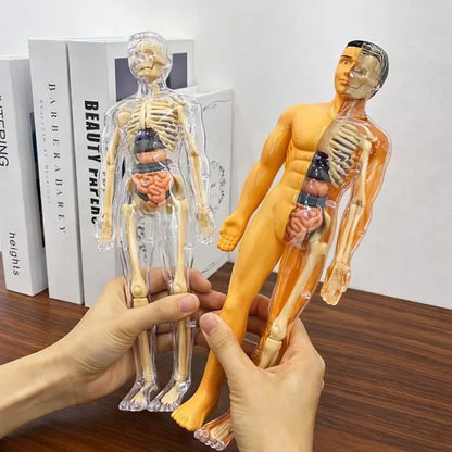 Anatomical models of a human body and skeleton held by hands on a wooden surface.